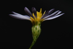 Symphyotrichum laeve concinnum