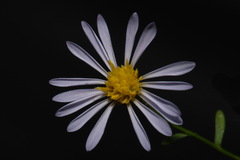 Symphyotrichum laeve concinnum