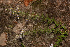 Symphyotrichum laeve concinnum