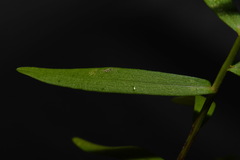 Symphyotrichum laeve concinnum