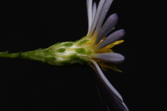 Symphyotrichum laeve concinnum