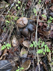Astraeus hygrometricus