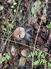 Astraeus hygrometricus