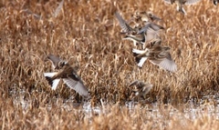 Calcarius ornatus