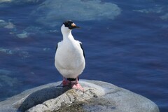 Leucocarbo bransfieldensis