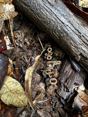Craterellus calicornucopioides