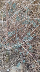 Atriplex semibaccata