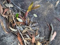 Dendrobium speciosum