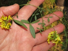 Listia bainesii