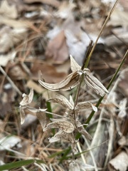 Lysimachia quadrifolia