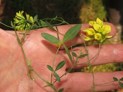 Listia bainesii