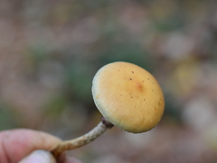Leratiomyces squamosus