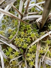 Sphagnum obtusum