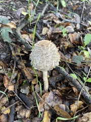 Chlorophyllum rhacodes