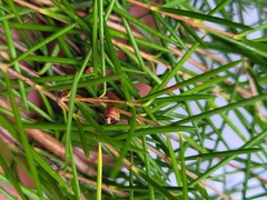 Baeckea linifolia