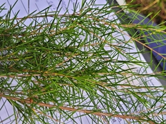 Baeckea linifolia