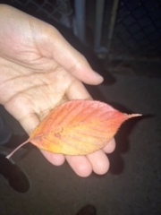 Magnoliopsida