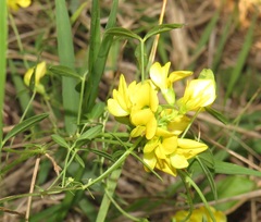 Listia bainesii