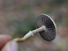 Leratiomyces squamosus