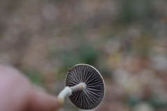 Leratiomyces squamosus