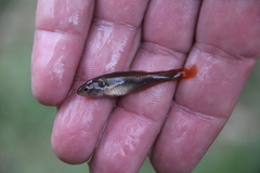 Hypseleotris galii
