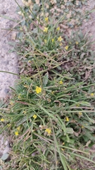 Sisymbrium orientale