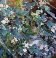 Xanthosia stellata