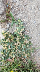 Guilleminea densa