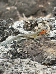 Microlophus indefatigabilis