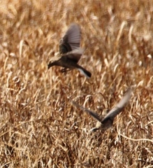 Calcarius ornatus
