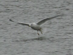 Larus delawarensis
