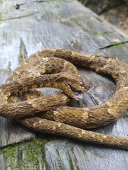 Bothrops atrox