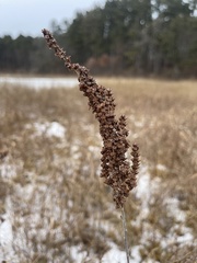 Spiraea tomentosa