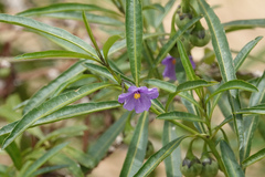 Solanum simile