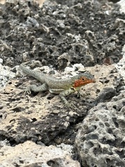 Microlophus indefatigabilis