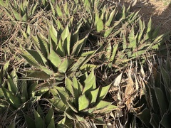 Agave shawii