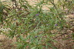 Solanum simile