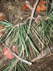 Pinus