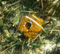 Phlyctenactis tuberculosa
