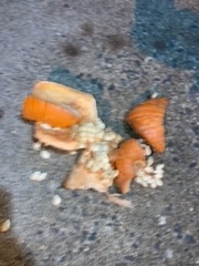 Cucurbita maxima maxima