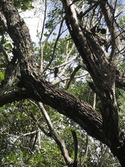 Acacia spirorbis