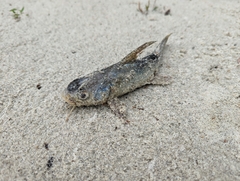 Siluriformes