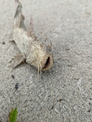 Siluriformes