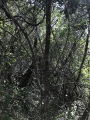 Acacia spirorbis