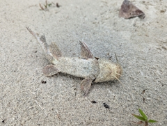 Siluriformes