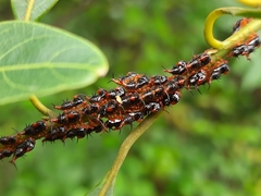 Membracidae