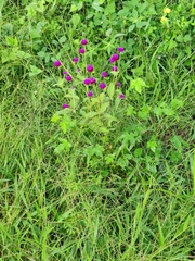 Gomphrena globosa