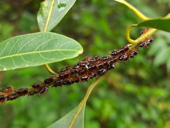 Membracidae