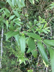 Dasyphyllum spinescens