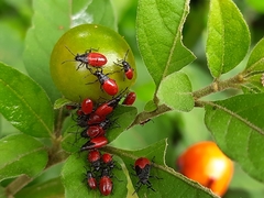 Hemiptera
